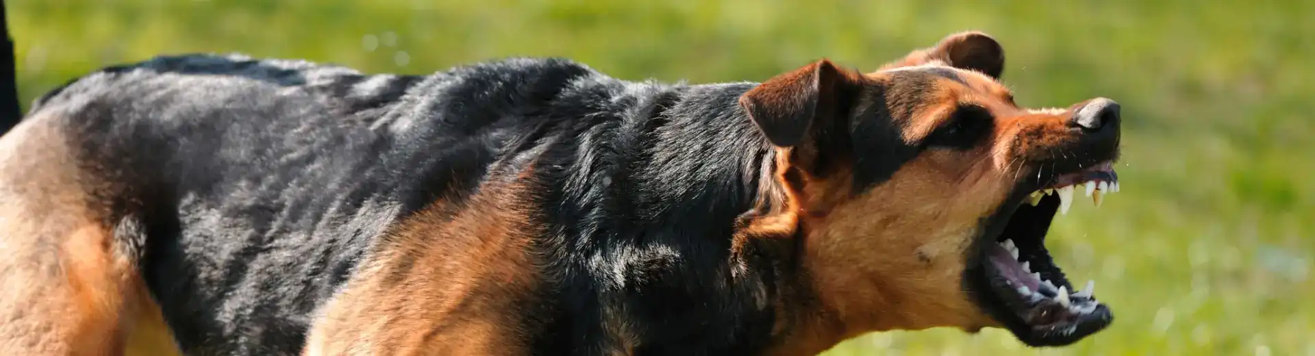 dog bite